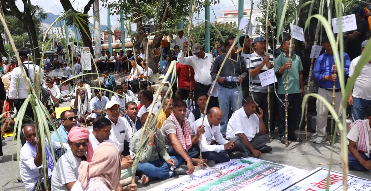 भुक्तानी माग गर्दै काठमाडौँमा उखु किसानको आन्दोलन सुरु