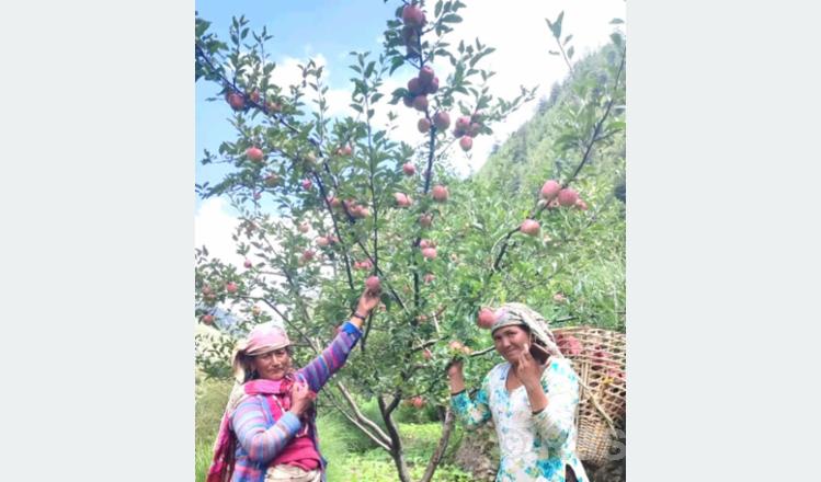 जुम्ली किसानलाई स्याउ टिप्न भ्याइनभ्याइ