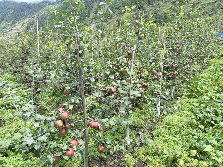उत्तरी गोरखामा किसानले धमाधम स्याउ टिप्दै