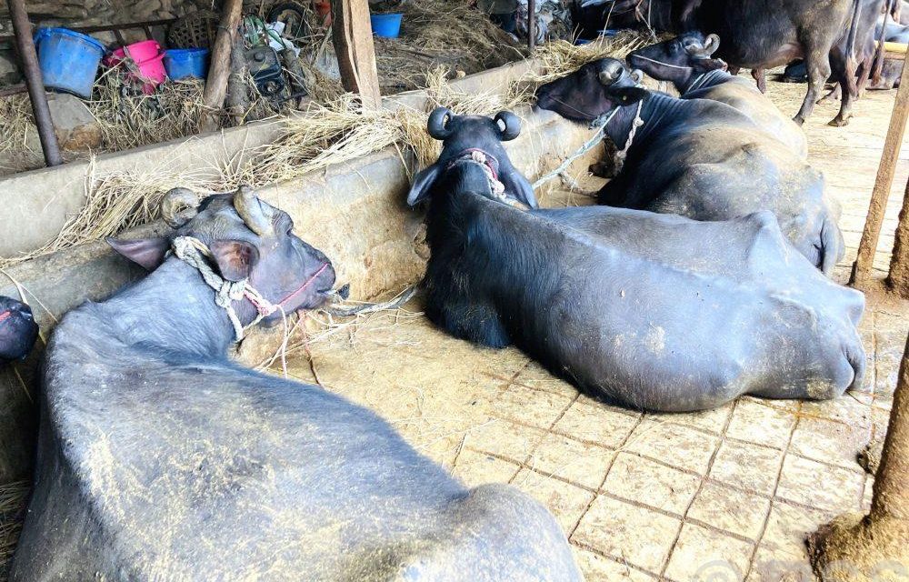 बागलुङका किसानले गराए ७०५ पशुको बिमा