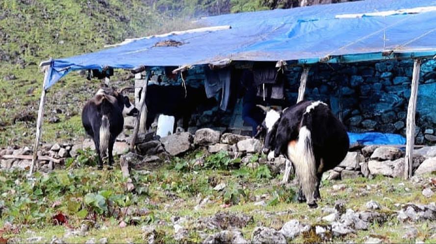 जलवायु परिवर्तनले चौँरीपालन व्यवसाय संकटमा