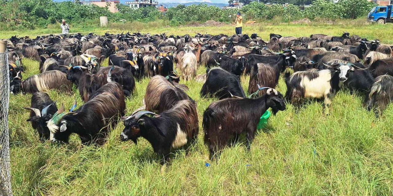 भक्तपुरमा दसैँका लागि च्याङ्ग्रा ल्याइयो