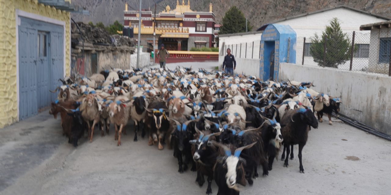 डोल्पा र जुम्लाका भेडाच्याङ्ग्रा मुस्ताङमा