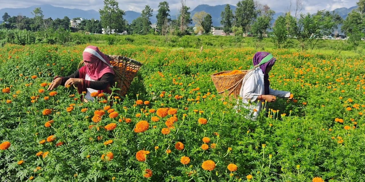 बेमौसमी फूलखेती गरेर  १५ लाख आम्दानी