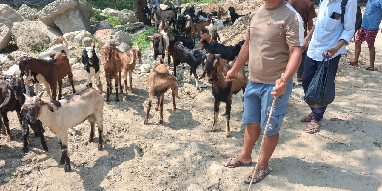 खसी-बोका बिक्री हुँदा किसान खुसी