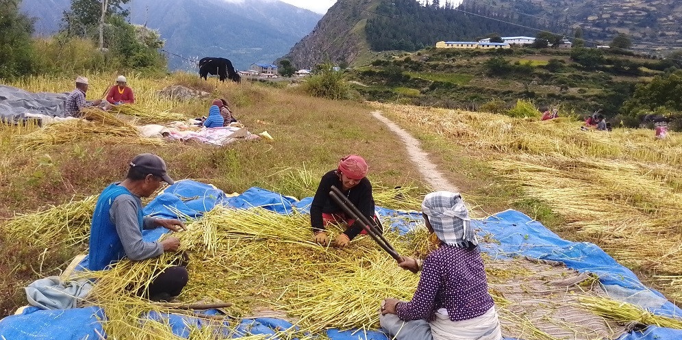 देशभर ५५ प्रतिशत कृषक परिवार खाद्य जोखिममा