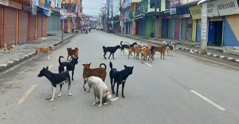 काठमाडौँ महानगरपालिकाले कुकुर र बिरालोको बन्ध्याकरण गर्ने