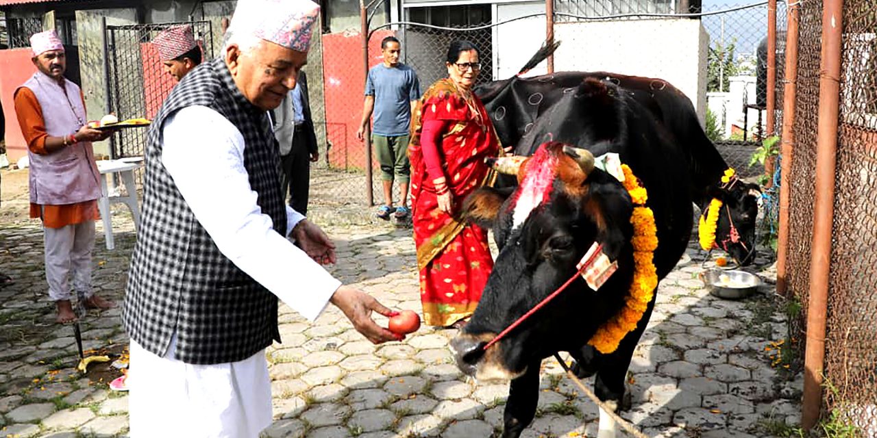तिहारको पाँचौँ दिनः विधिपूर्वक गरियो गाई पूजा