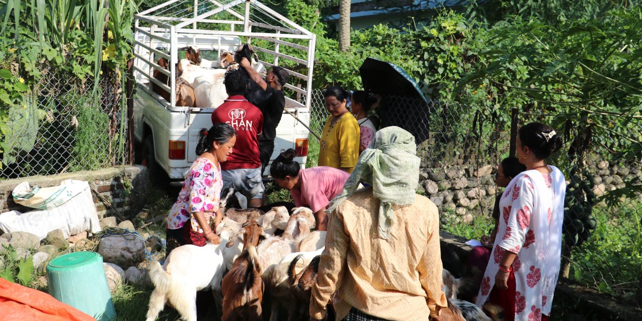 महिला नेतृत्वको एक सहकारीमार्फत ३५० खसीबोका बिक्री