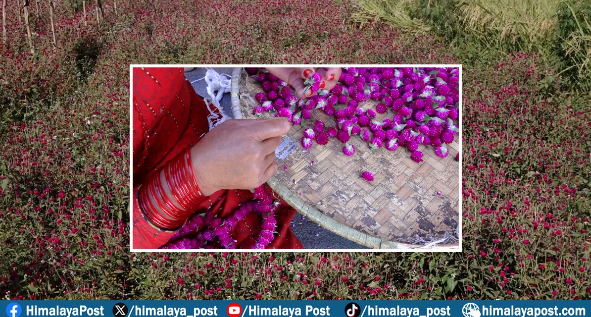 भक्तपुरको गुण्डुका किसानलाई मखमली फूल टिप्न र माला गाँस्न भ्याइनभ्याई
