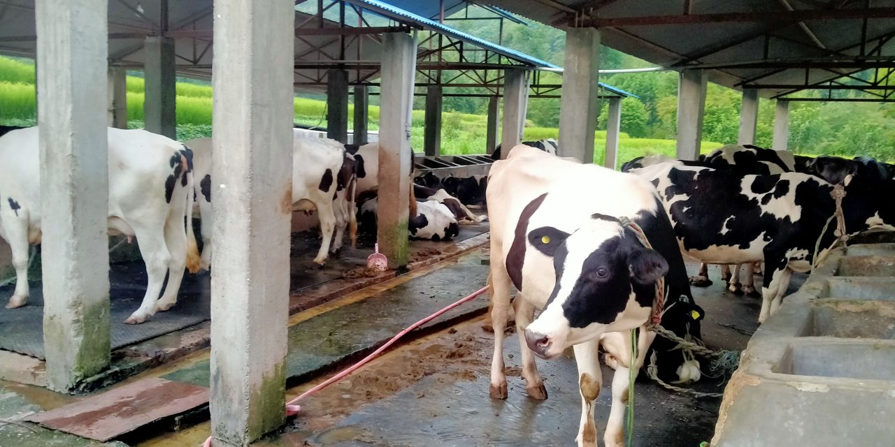 गाईपालनबाट मनग्य आम्दानी : बस्याल भन्छन्, व्यवसाय राम्रै छ