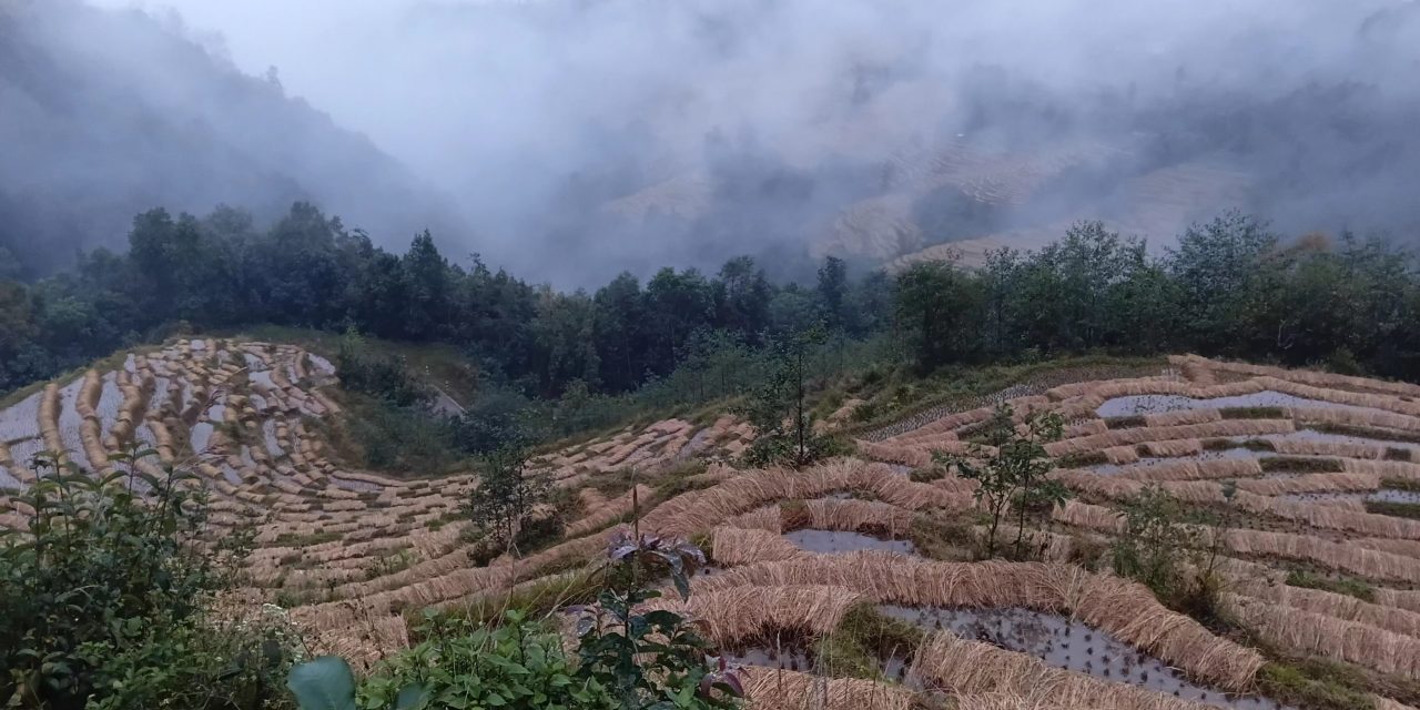 बर्सातले खेतमै सड्न थाल्यो धान