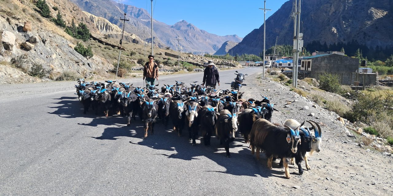 तिहारका लागि मुस्ताङमा भेडाच्याङ्ग्रा बिक्री