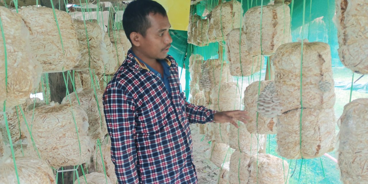 मङ्गलको आम्दानीको भरपर्दो स्रोत च्याउखेती