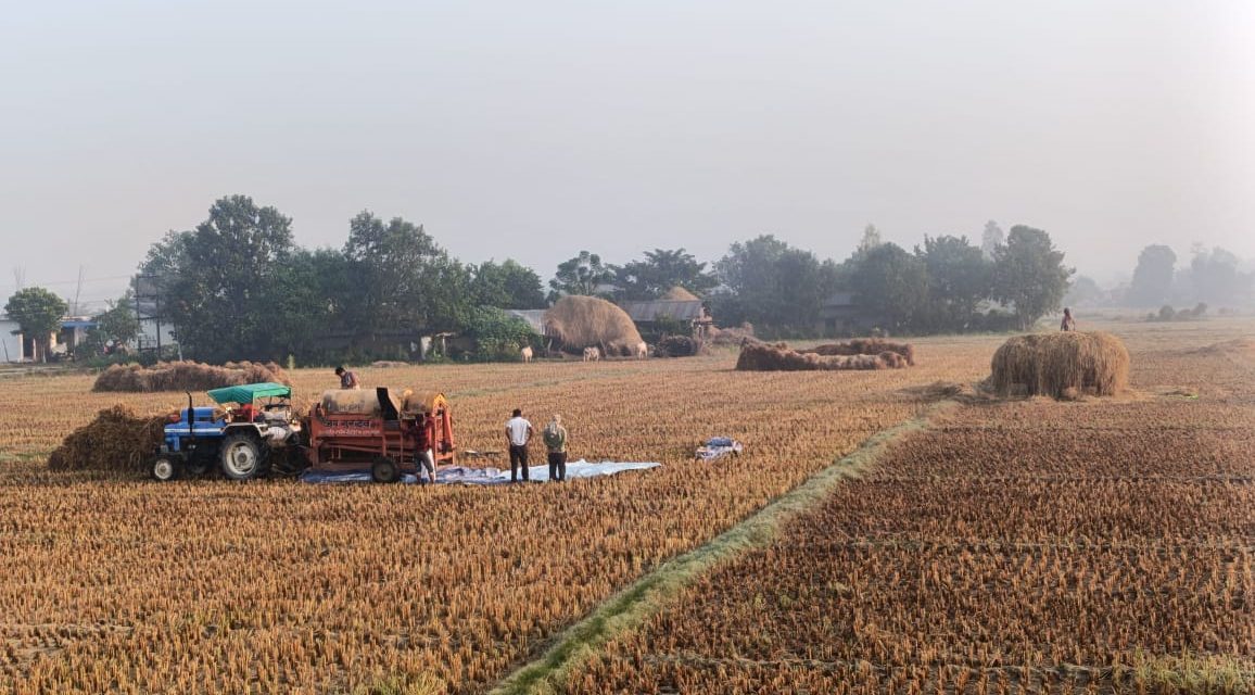 किसानलाई धान भित्र्याउन भ्याइनभ्याई