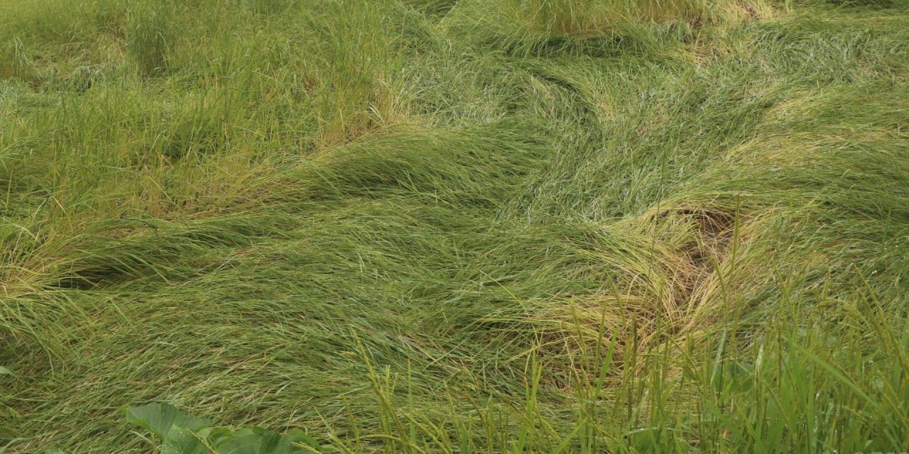 भोजपुरमा वर्षाले धानबालीमा क्षति