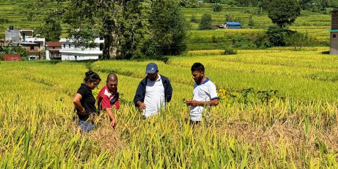 धानबालीमा फड्के कीराको सङ्क्रमण बढेपछि कृषक चिन्तित