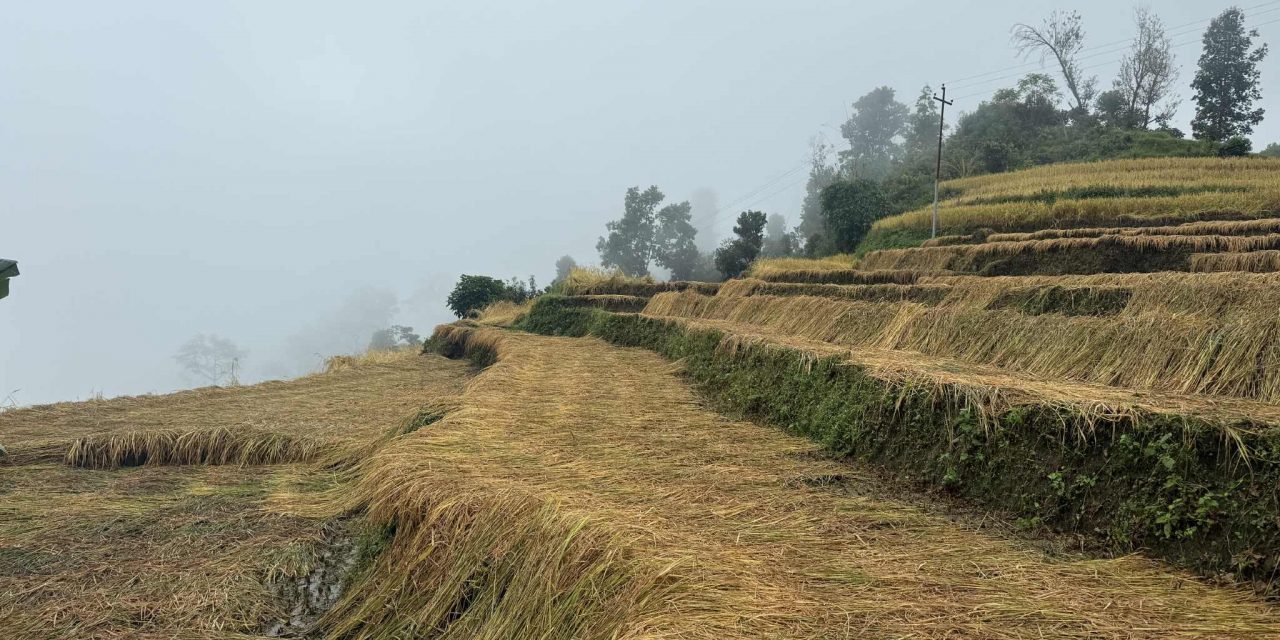 पर्वतमा धानबालीमा क्षति पुगेका कृषकलाई राहत दिइने