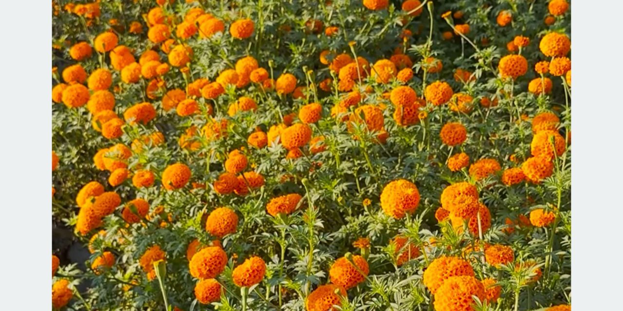 सामूहिक सयपत्री फूलखेतीमा महिला