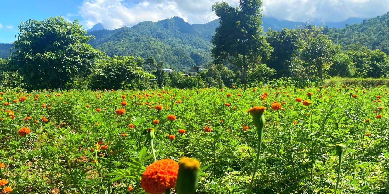 सयपत्री फूलखेती विस्तार