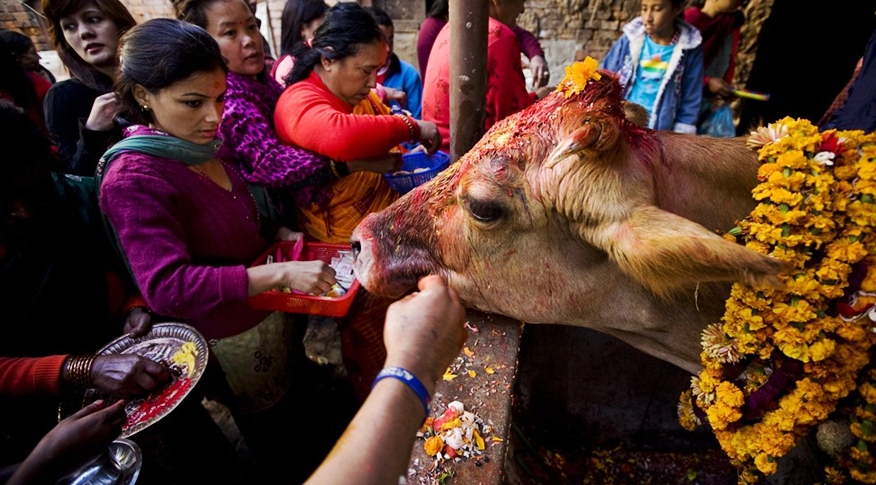 आज तिहारको पाँचौ दिन : गाई पूजा गरिँदै