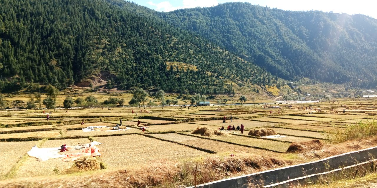 जुम्लाबाट एक वर्षमा तीन करोड बढी मूल्यको मार्सी चामल बिक्री
