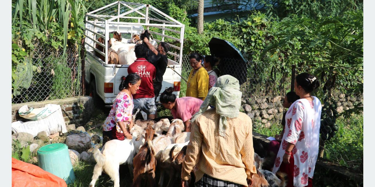 महिला नेतृत्वको एक सहकारीमार्फत ३५० खसीबोका बिक्री