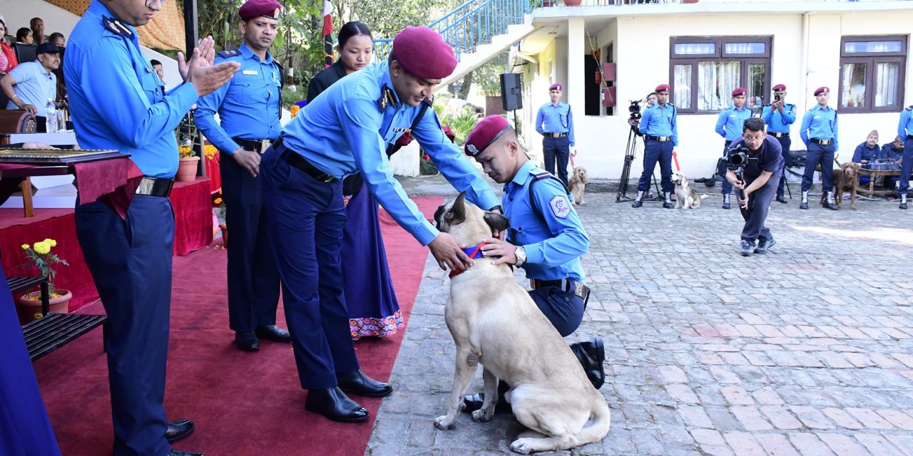 नेपाल प्रहरी केनाइन कार्यालयमा कुकुर पूजा, ‘टाइगर’ कुकुर पुरस्कृत