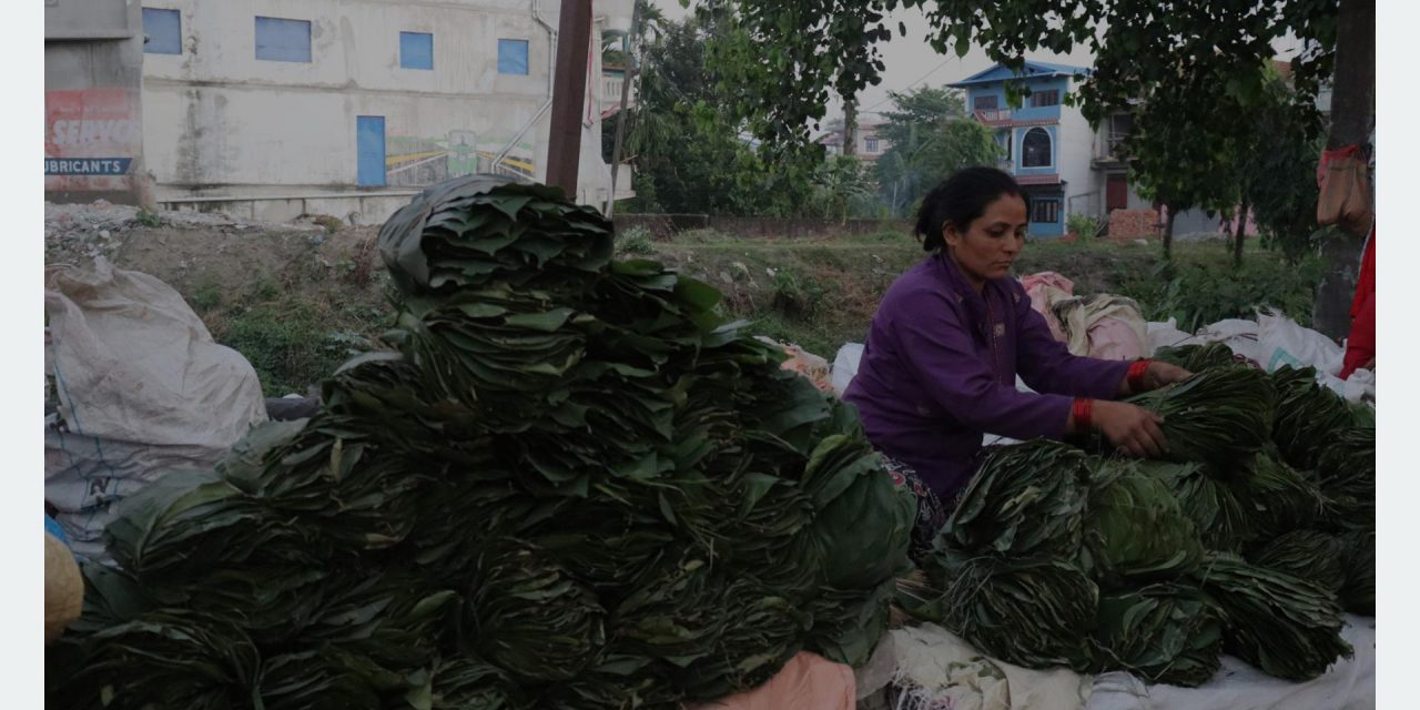सालको पात बेचेर चाडपर्व खर्चको जोहो गर्दे कृष्णकुमारी