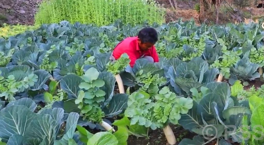 विदेशमा दुःख गर्नुभन्दा गाउँमै तरकारी फलाउँदा सुख