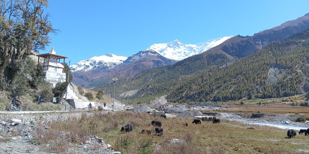 जलवायु परिवर्तनको प्रभाव : सङ्कटमा चौँरी खर्क