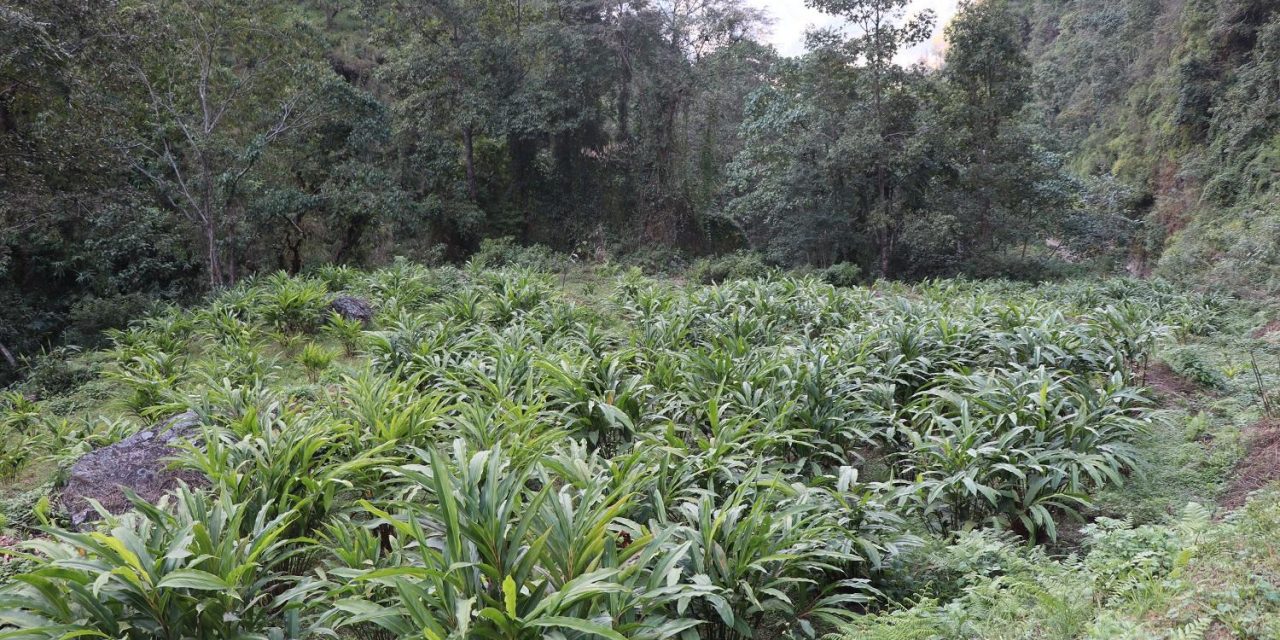 अर्मनमा अलैँचीखेतीको परीक्षण सफल