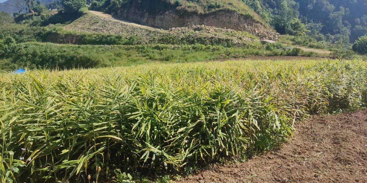 मूल्य खस्किएपछि अदुवा किसान मारमा