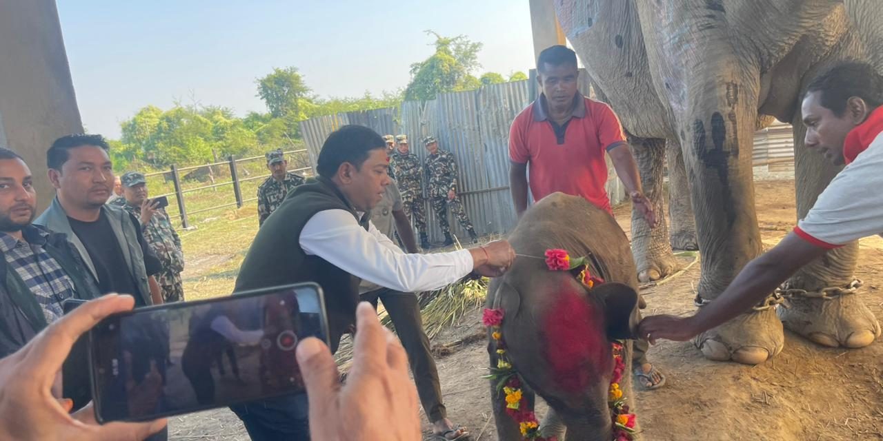 शोभाकलीले सातौँ छावा जन्माइन्
