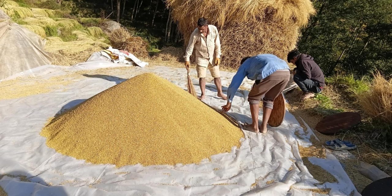 भोजपुरका किसानलाई धान थन्क्याउन चटारो