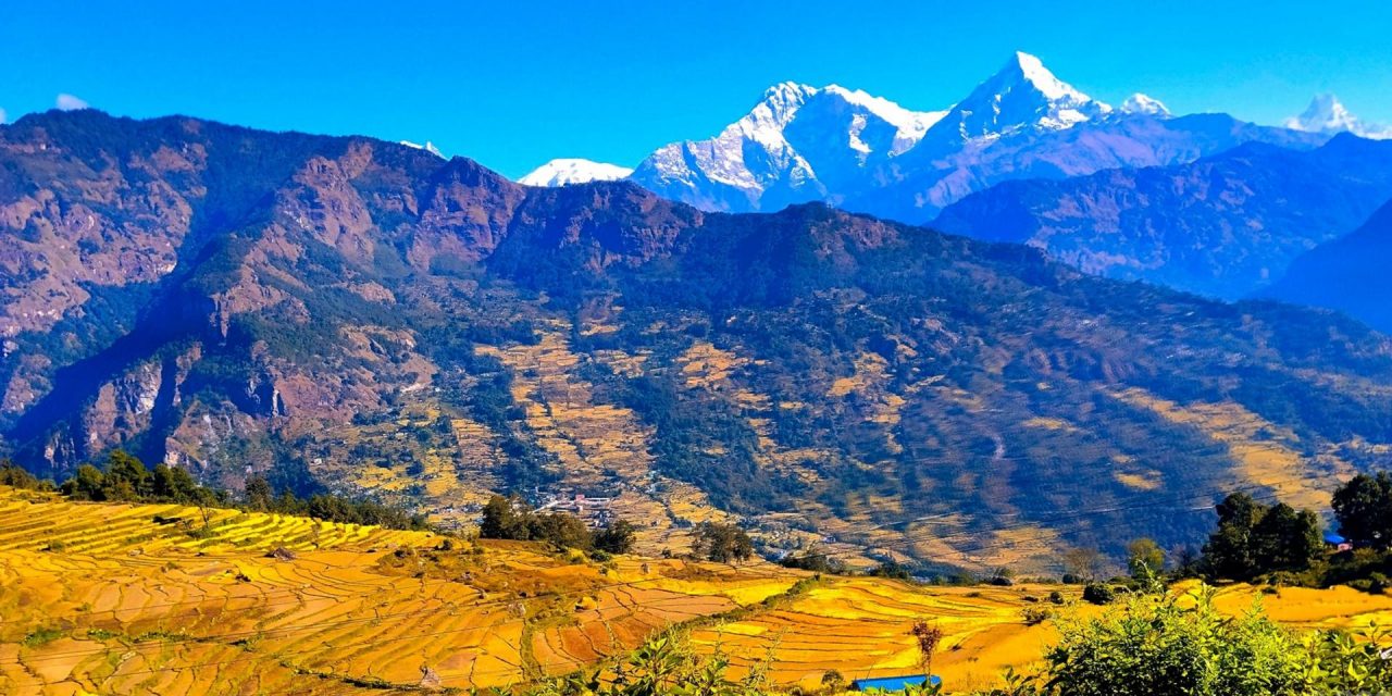 उन्नत जातका धानखेतीतर्फ आकर्षण