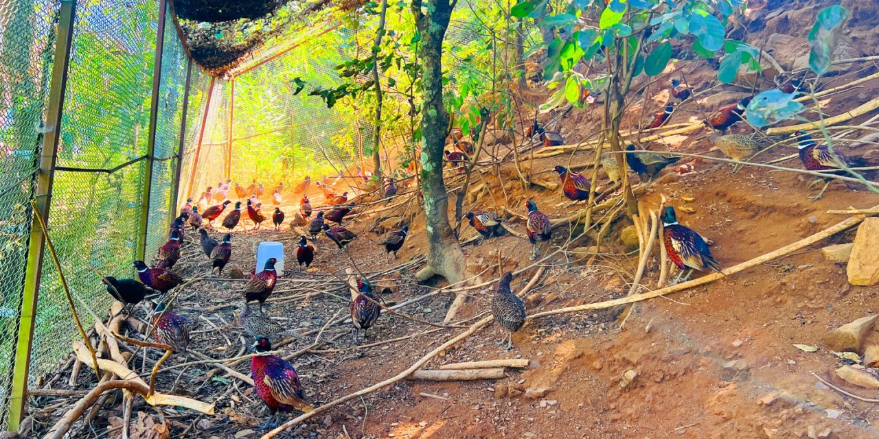 कँडेलको चरा पाल्ने रहर स् वनकुखुरा पालनमा ५० लाख लगानी