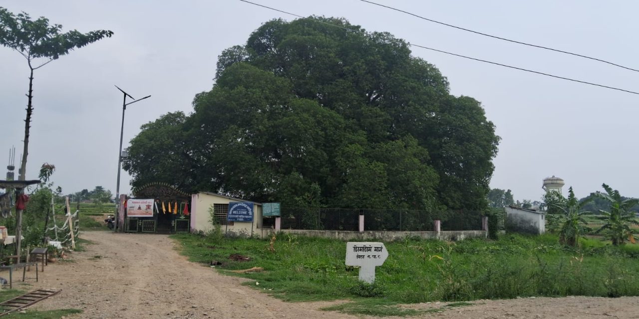 अलौकिक पाकडी वृक्ष जहाँ पुग्दा शान्ति मिल्छ