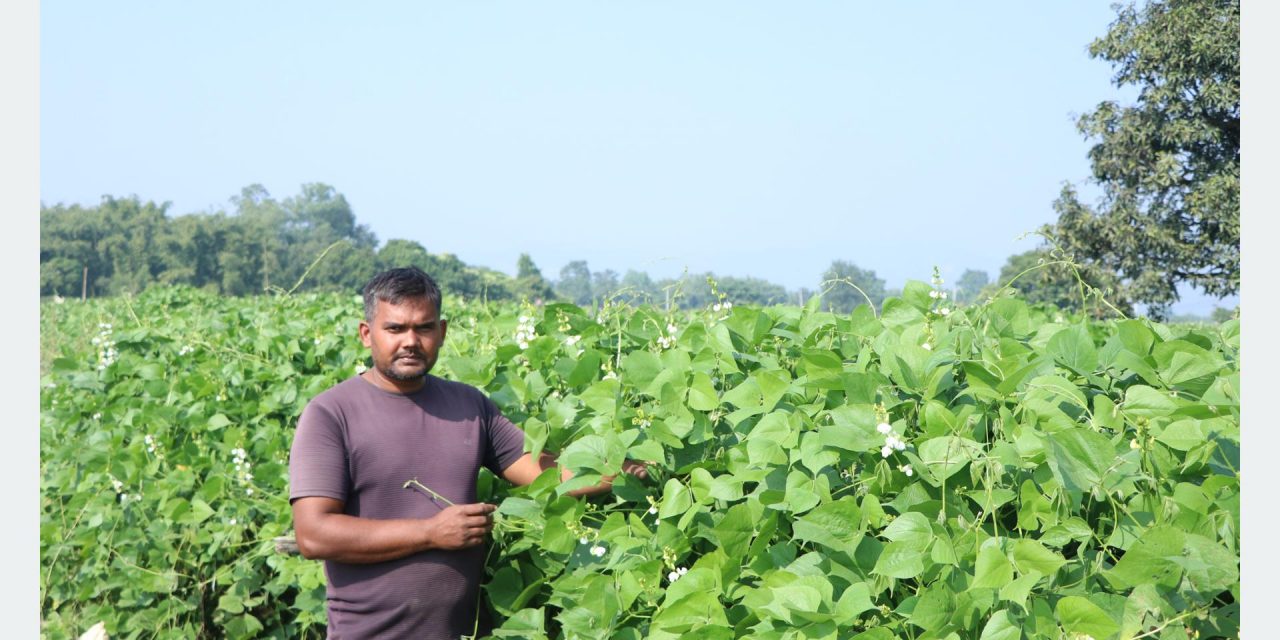 व्यावसायिक तरकारीखेतीबाट वार्षिक १० लाख बचत गर्छन् महतो