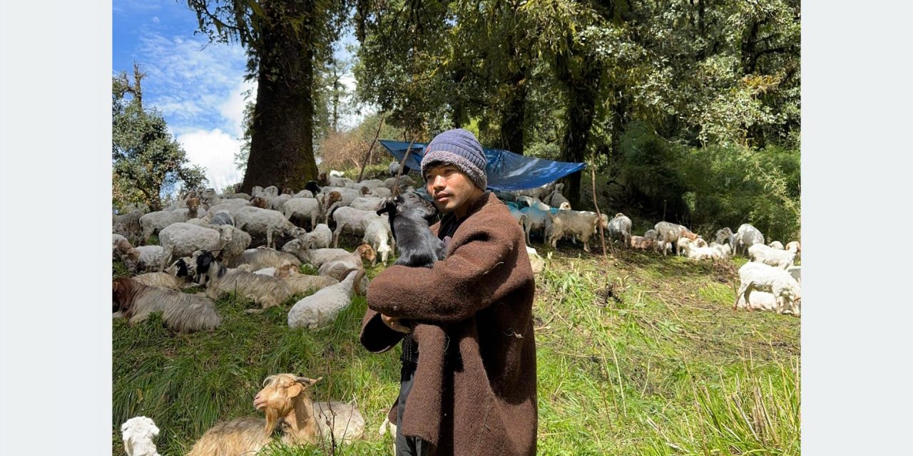 भेडापालनमा भविष्य खोज्दै आस्मन पुर्जा