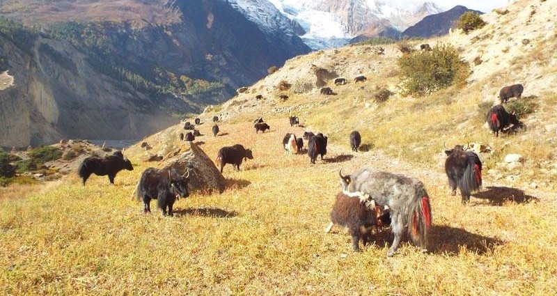 बिक्रीका लागि डोल्पाका याक मुस्ताङमा