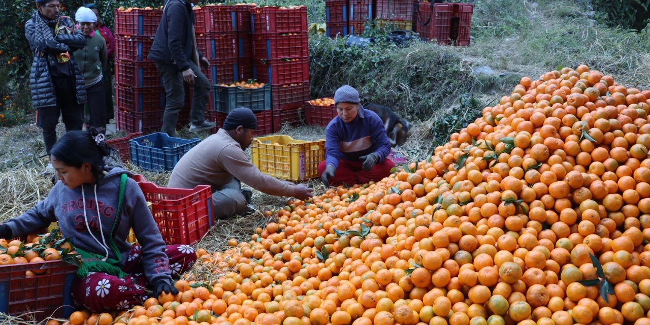 म्याग्दीमा सुन्तला उत्पादनको क्षेत्रफल र मूल्य बढ्यो, उत्पादकत्व घट्यो