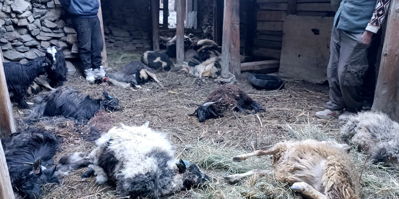 मुस्ताङमा हिउँ चितुवाको आक्रमणबाट १९ भेडा मरे