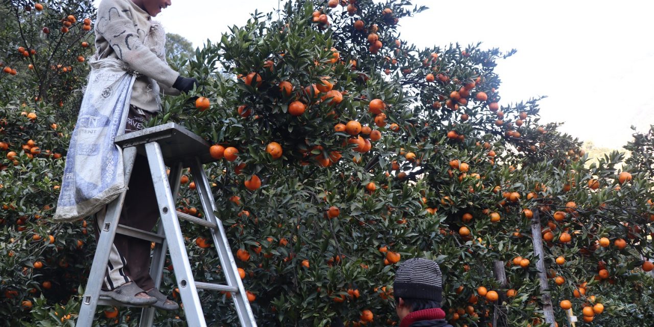 सुन्तला टिप्ने काम खोज्दै धादिङका युवा म्याग्दीमा