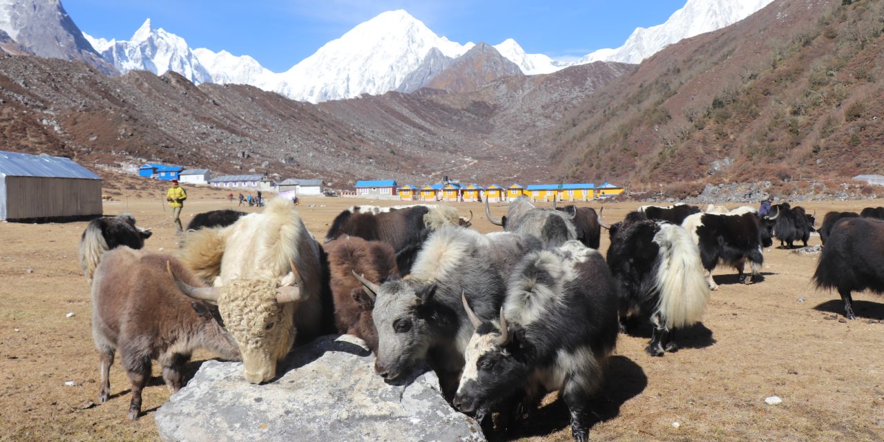 सङ्कटमा चौंँरीपालन व्यवसाय