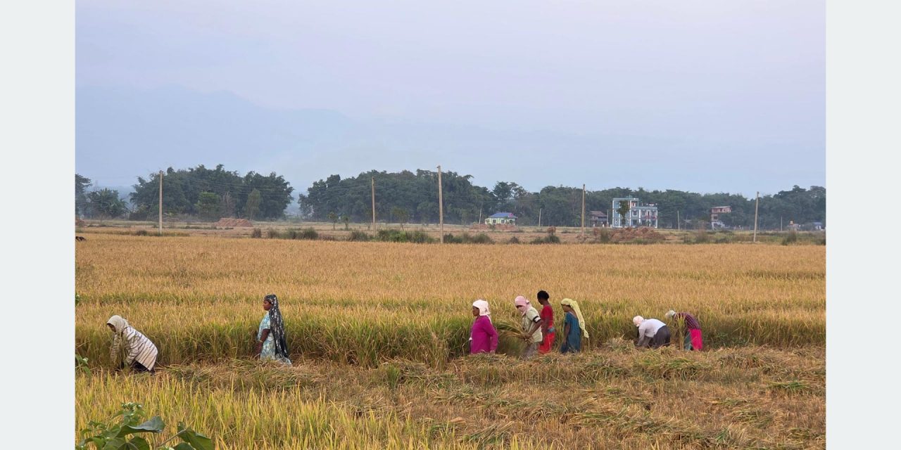 बेमौसमी वर्षाले सुनसरीमा धान उत्पादन घट्यो
