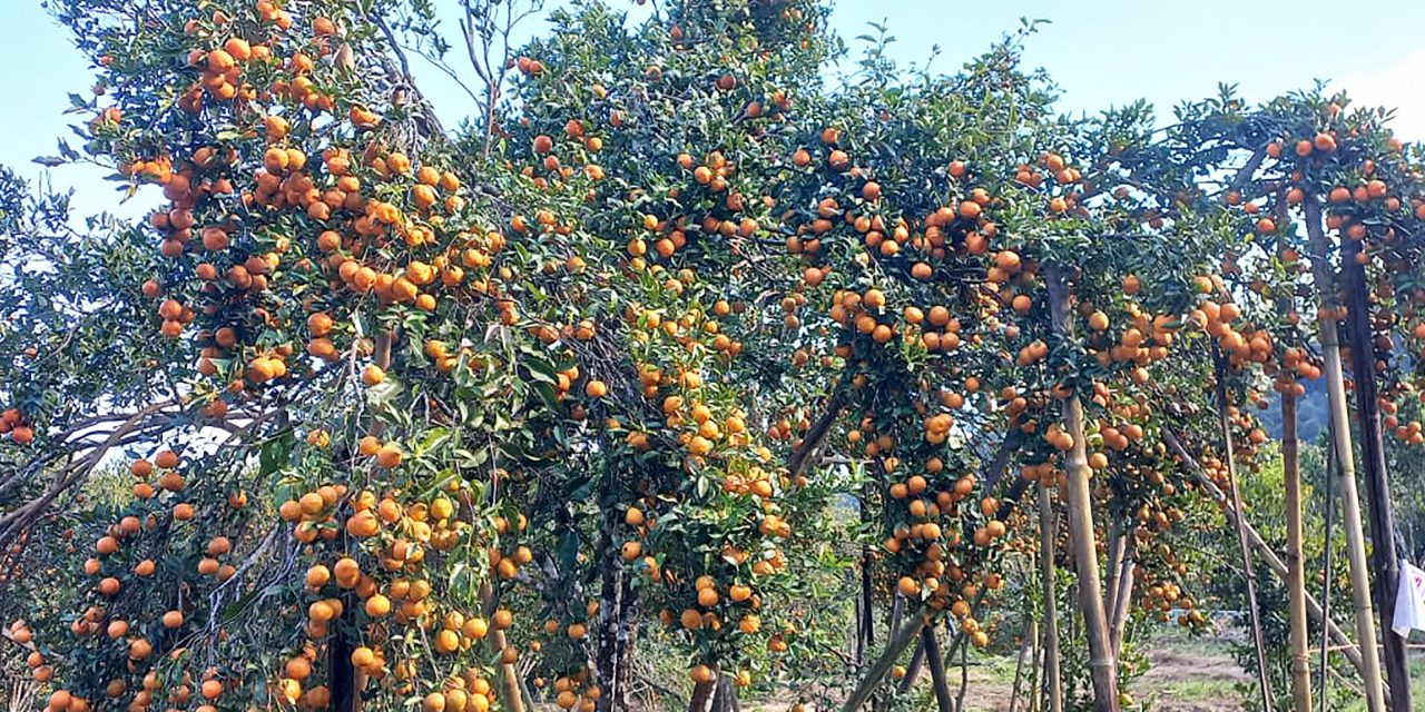 सडक कालोपत्रको माग गर्दै सिन्धुलीमा ‘जुनार महोत्सव’