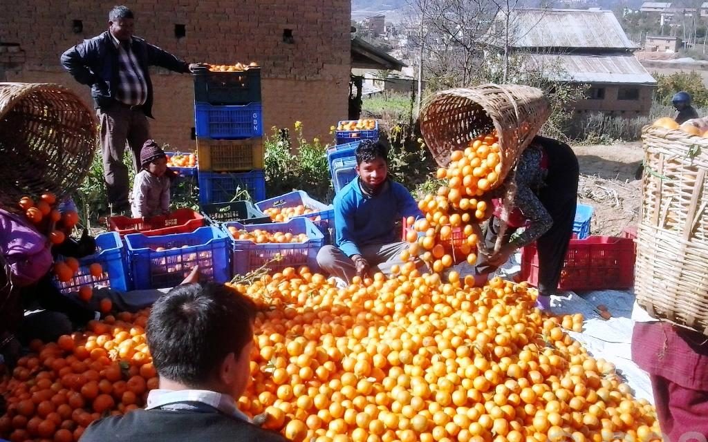 काभ्रेपलाञ्चोकमा सुन्तला उत्पादन १० प्रतिशत बढ्ने प्रक्षेपण