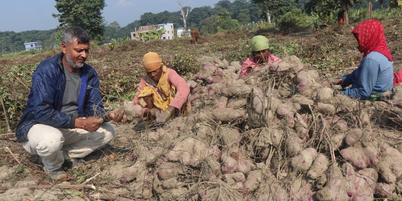 तरुलखेतीबाट २२ जनालाई रोजगारी, ७ लाख बचत