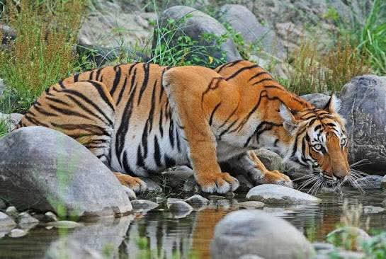 पाटेबाघ बढेसँगै थपियो संरक्षण चुनौती, पीडादायिक बन्दै मानव–बाघ द्वन्द्व